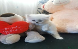 Scottish Fold cats for sale: Scottish Fold/Straight Kittens  - Image 35