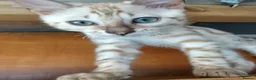 Bengal cats for sale: **Last Snow Lynx Bengal Kitten** TICA - Advert 20