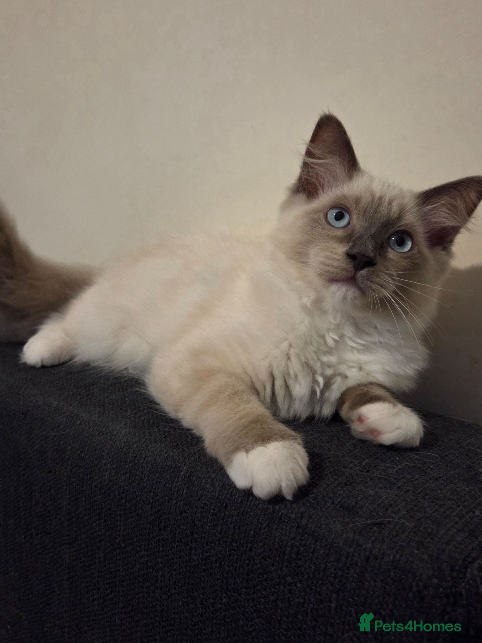 Ragdoll cats 🐾 Ragdoll Kittens Ready now !  - Advert 2