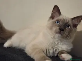 Ragdoll cats 🐾 Ragdoll Kittens Ready now ! - Advert 2