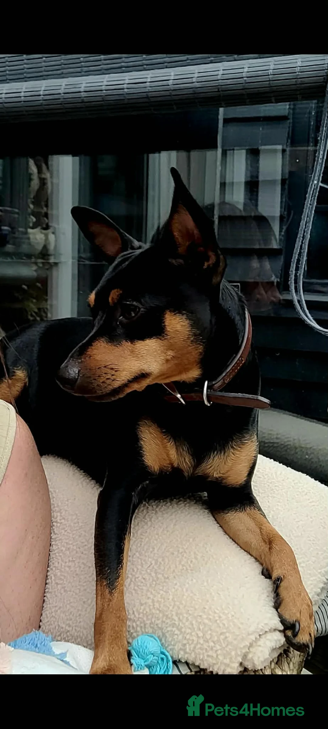 Miniature Pinscher dogs for stud: 2 year old min pin available for stud - Advert 1