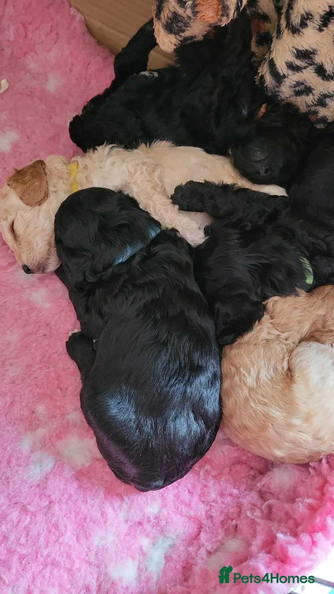 Cavapoo dogs for stud:  PROVEN F1 Cavapoo for stud in Birmingham - Advert 8