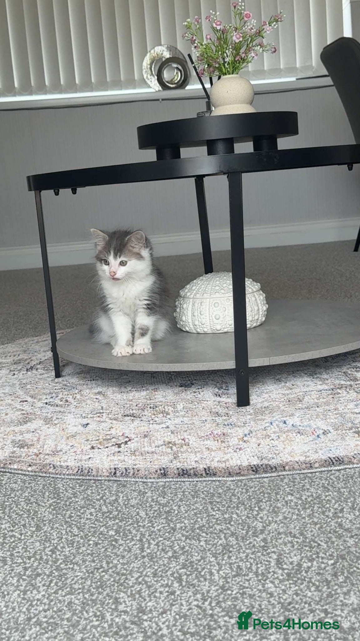 Domestic Shorthair cats Male kitten approximately 5 weeks  - Advert 4