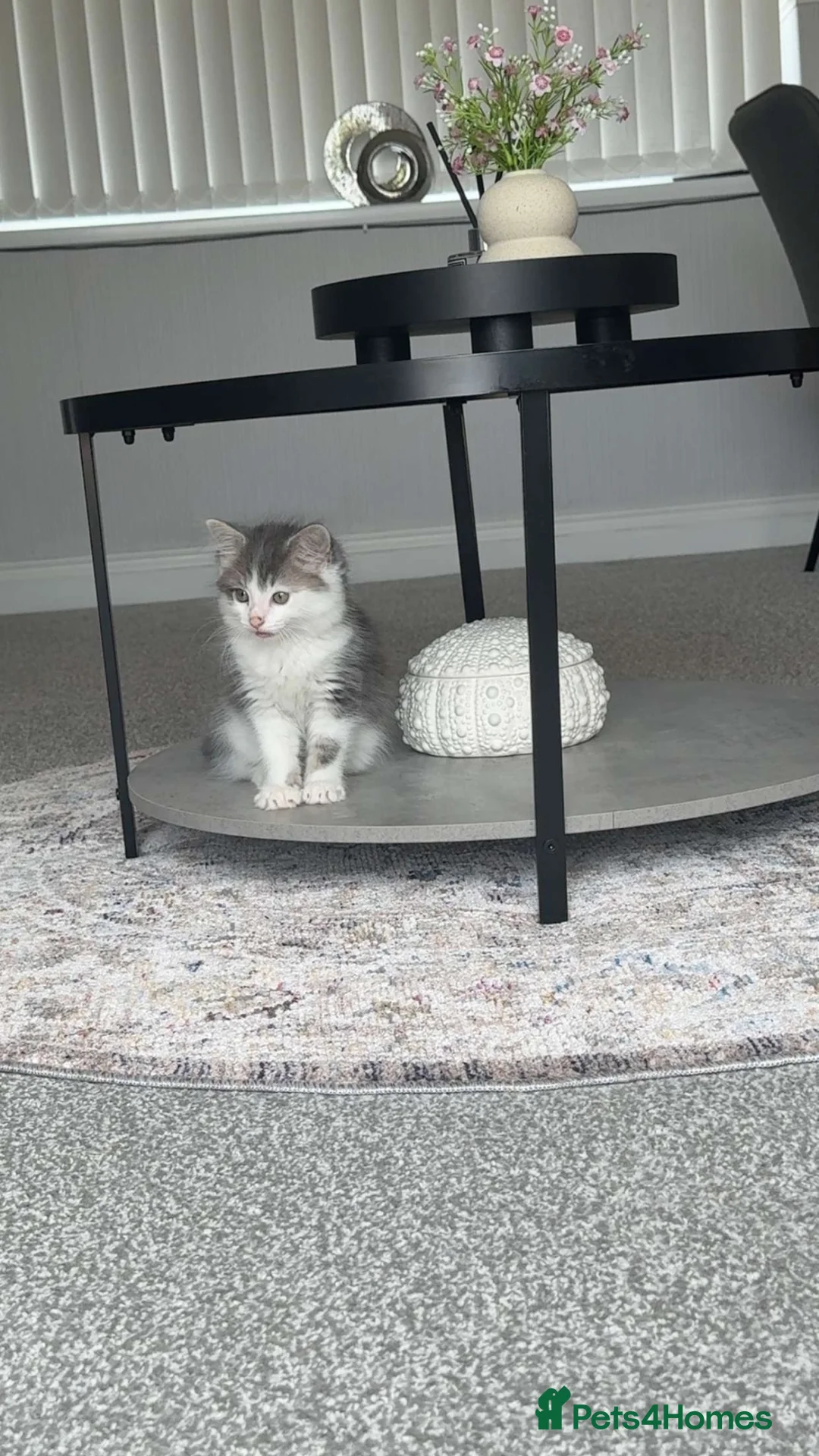 Domestic Shorthair cats for sale: Male kitten approximately 5 weeks  in Stoke-on-Trent - Advert 1