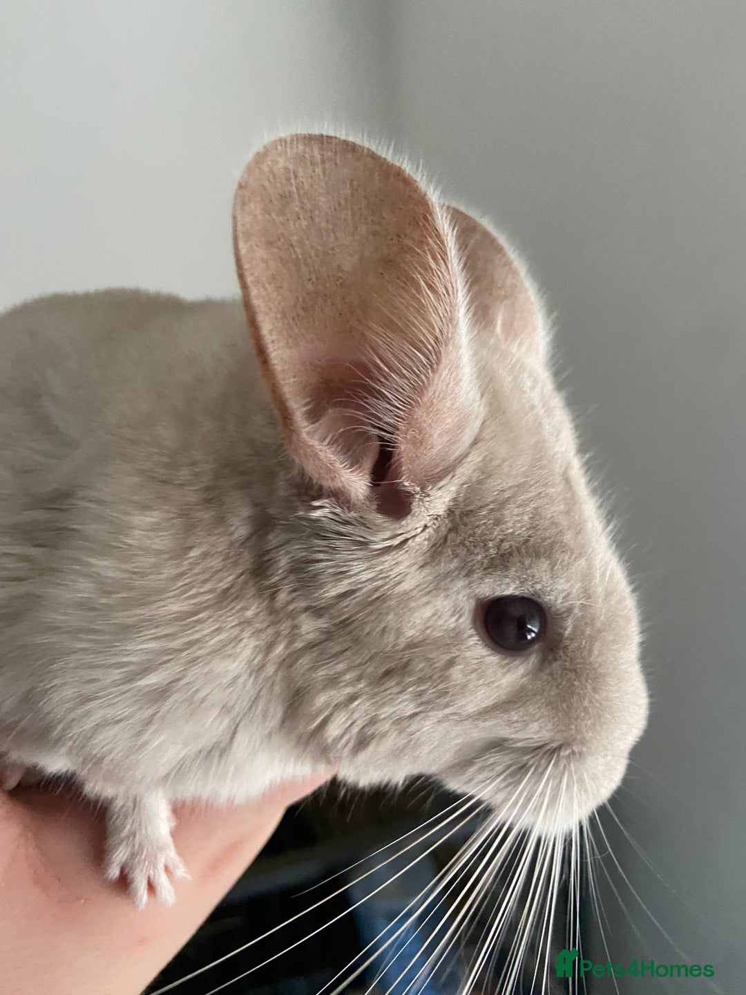 Chinchilla rodents for sale: Chinchillas for sale  - Image 6