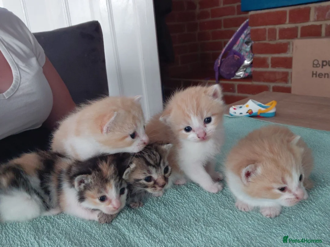 Mixed Breed cats for sale: 3 male and 2 female kittens - Advert 18
