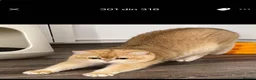 British Shorthair cats for sale: Show quality golden british shorthair  - Advert 8