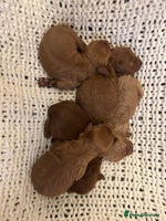 Cavapoo dogs F1 Red Cavapoo puppies - Advert 8