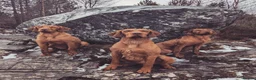 Hungarian Vizsla dogs for sale: Hungarian wirehaired vizsla pups for sale - Advert 11