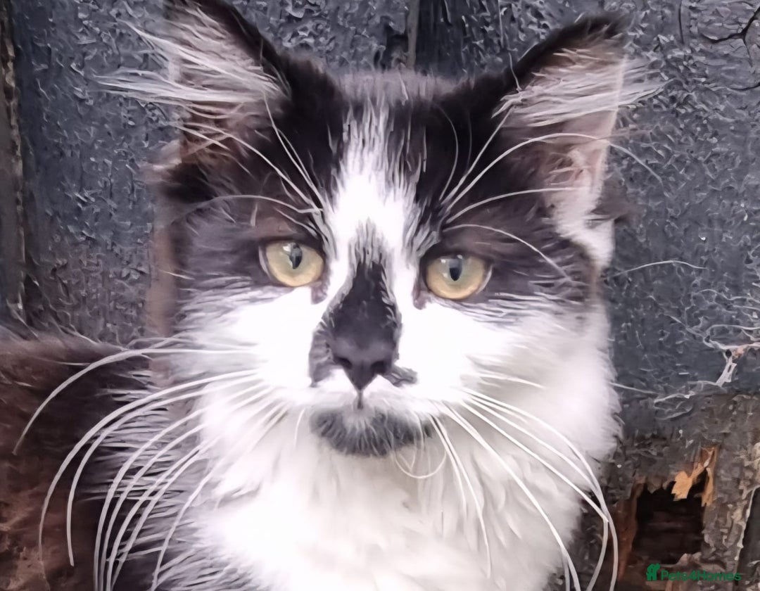 British Longhair cats for sale: ******. 2 female KITTENS.  - Image 12