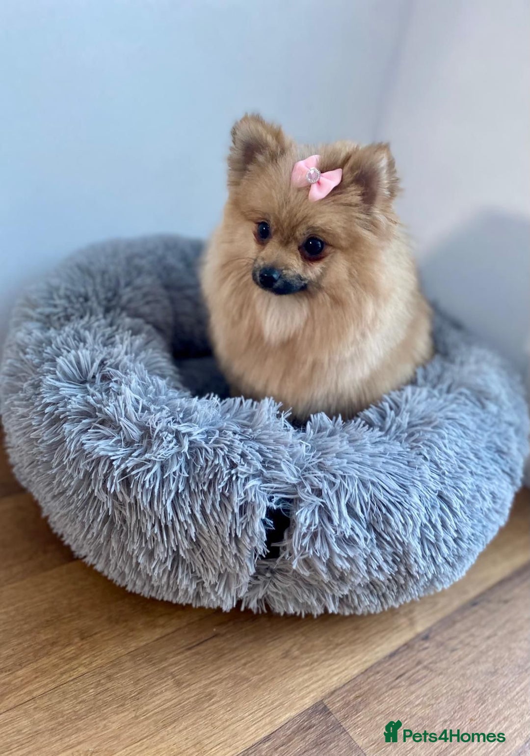 Pomeranian dogs for sale: Tiny female Pom  - Advert 4