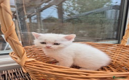 Scottish Fold cats for sale: Scottish Fold /straight  - Image 9