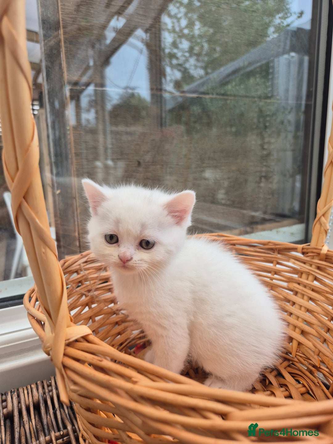 Scottish Fold cats for sale: Scottish Fold /straight  - Image 9