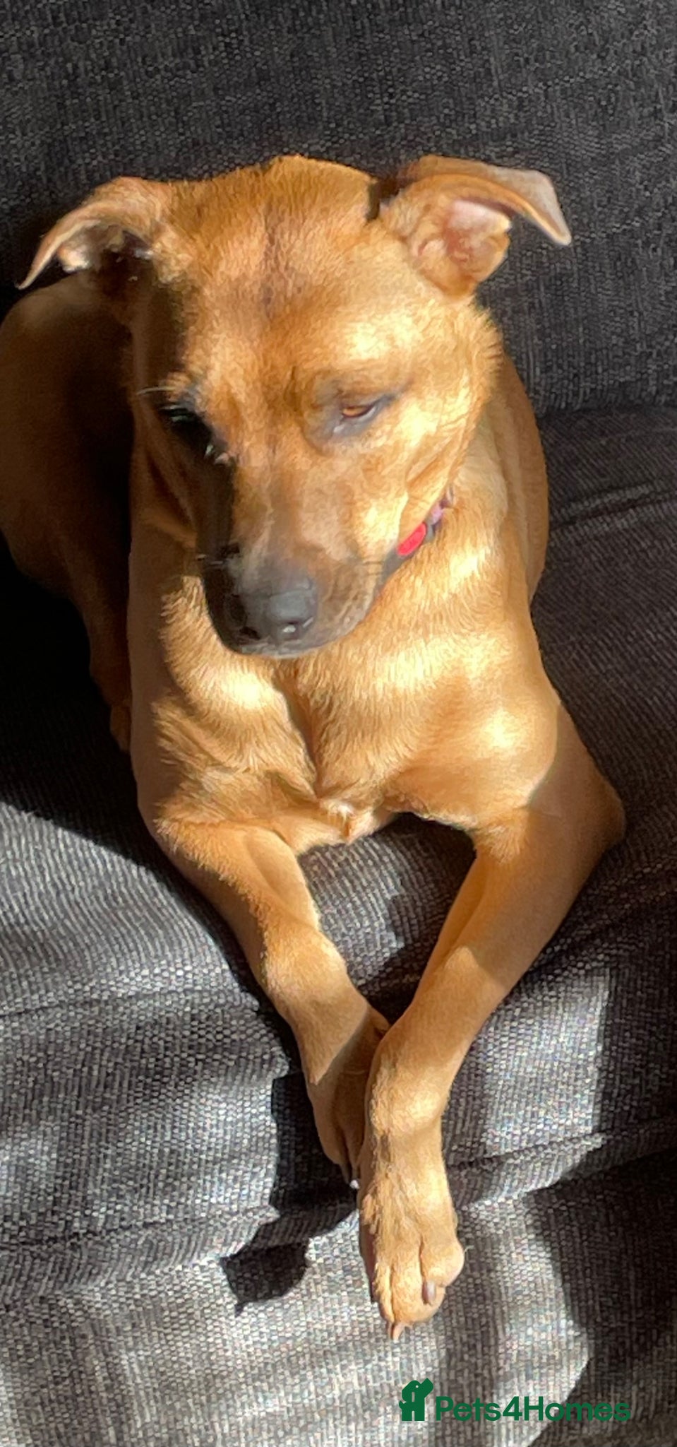 Mixed Breed dogs Belgian Malinois cross puppies for sale. - Advert 8