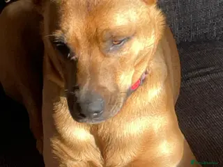 Mixed Breed dogs Belgian Malinois cross puppies for sale. - Advert 13