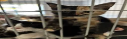Domestic Shorthair cats for adoption: Adorable Kittens - Adopt Cats in Crisis East Ldn - Advert 4