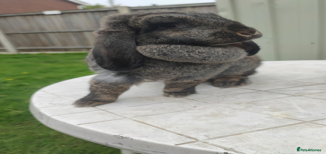 Gallery Image {{count}}