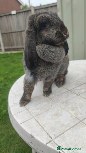 Gallery Image {{count}}