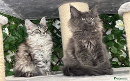 Maine Coon cats for sale: TICA 5 GEN PEDIGREE DNA TESTED  - Image 4