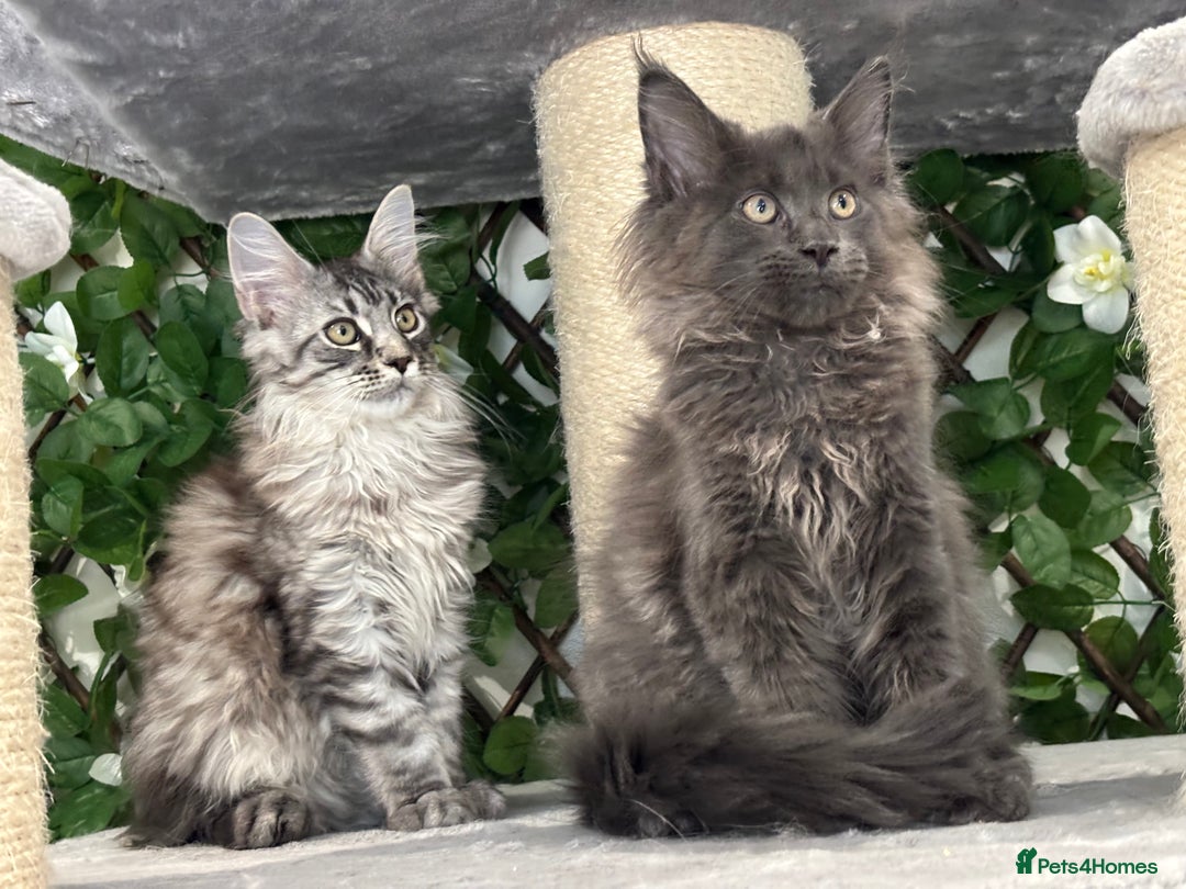 Maine Coon cats for sale: TICA 5 GEN PEDIGREE DNA TESTED  - Image 4