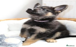 German Shepherd dogs for sale: Stunning Black & Gold kc.reg girl, health tested - Image 2