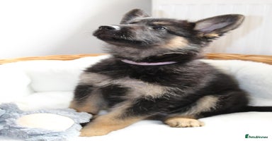 German Shepherd dogs - Advert 5