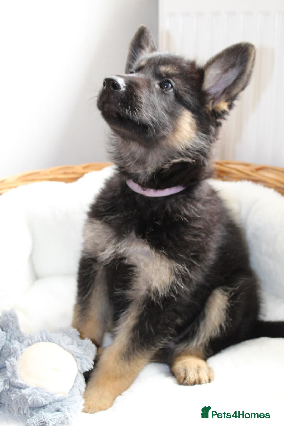 German Shepherd dogs for sale: Stunning Black & Gold kc.reg girl, health tested - Image 2