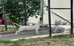 English Bull Terrier dogs for sale: English bull terrier pups for sale  - Image 8