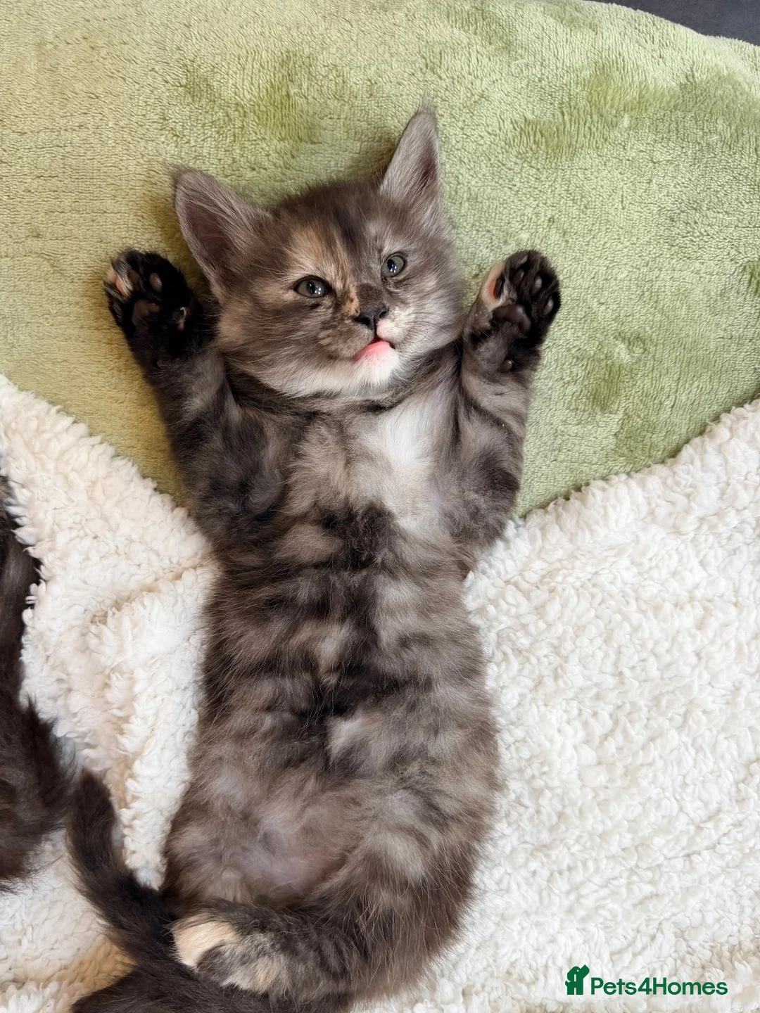 Maine Coon cats for sale: Stunning Fluffy Maine Coons - Advert 1
