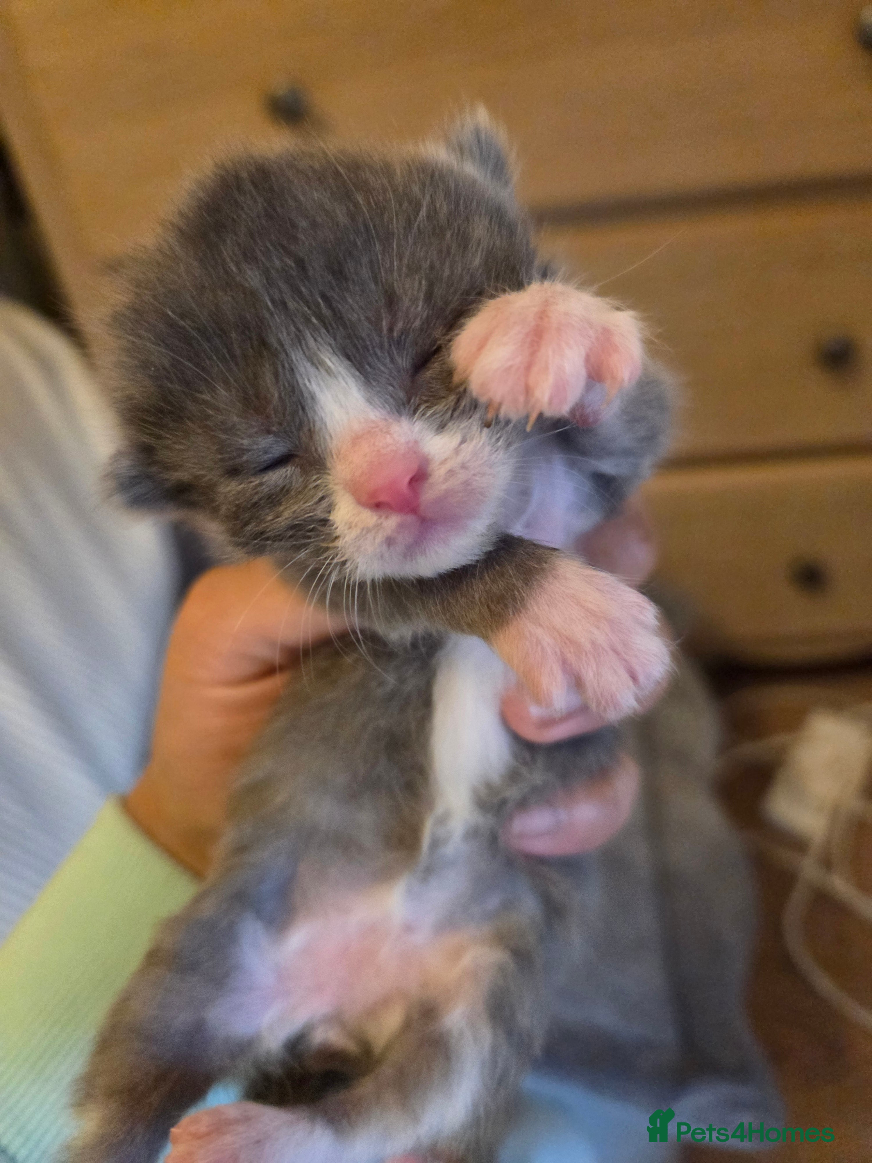 Mixed Breed cats RAGDOLL X SCOTTISH STRAIGHT  - Advert 16