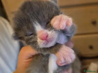 Mixed Breed cats RAGDOLL X SCOTTISH STRAIGHT - Advert 16