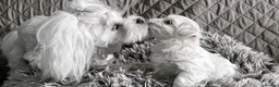 Maltese dogs for sale: Maltese puppies ready for new homes  - Advert 3