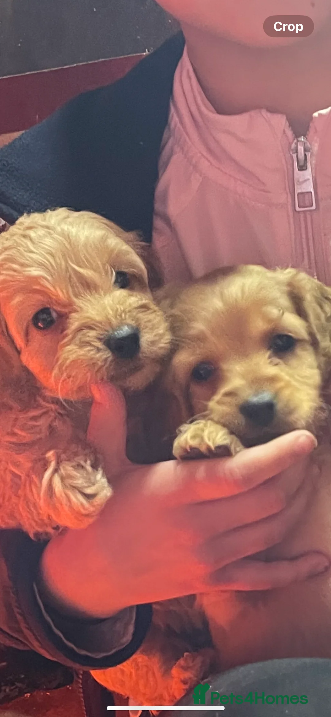 Cockapoo dogs for sale: COCKAPOO PUPS  - Advert 2