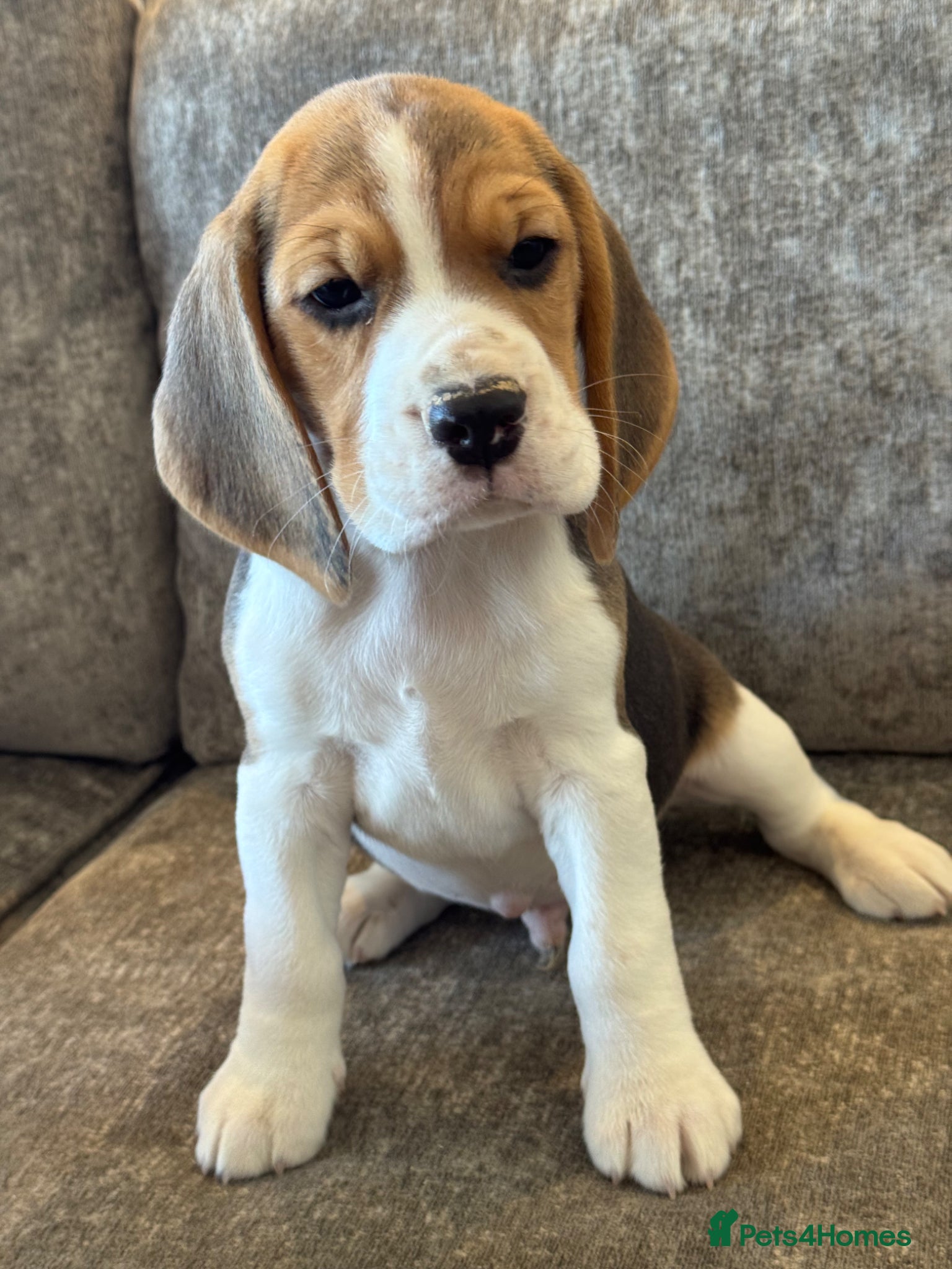 Beagle dogs TRUE SHOW TYPE KC REGISTERED BEAGLES - Advert 1