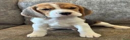 Beagle dogs for sale: TRUE SHOW TYPE KC REGISTERED BEAGLES - Advert 1