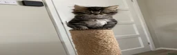 British Longhair cats for sale: 4 adorable kittens - Advert 14