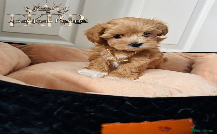 Maltipoo dogs - Advert 2