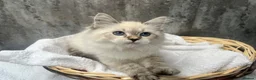 Siberian cats for sale: 💙💙Stunning GCCF Reg Siberian Babies💙💙 - Advert 3
