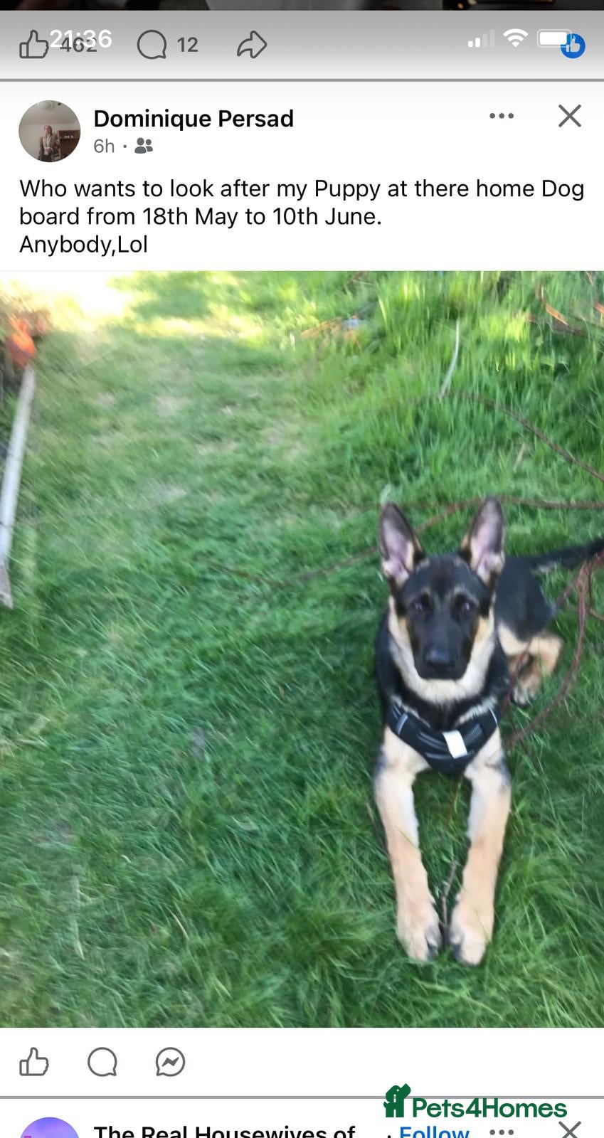 German Shepherd dogs 7 MONTH MALE GERMAN SHEPHERD - Advert 6
