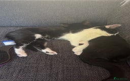 Domestic Shorthair cats for sale: Two lovely kittens for sale - Image 4