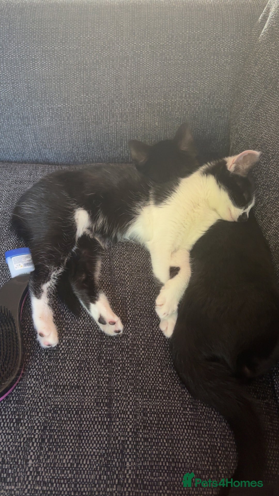 Domestic Shorthair cats for sale: Two lovely kittens for sale - Image 4