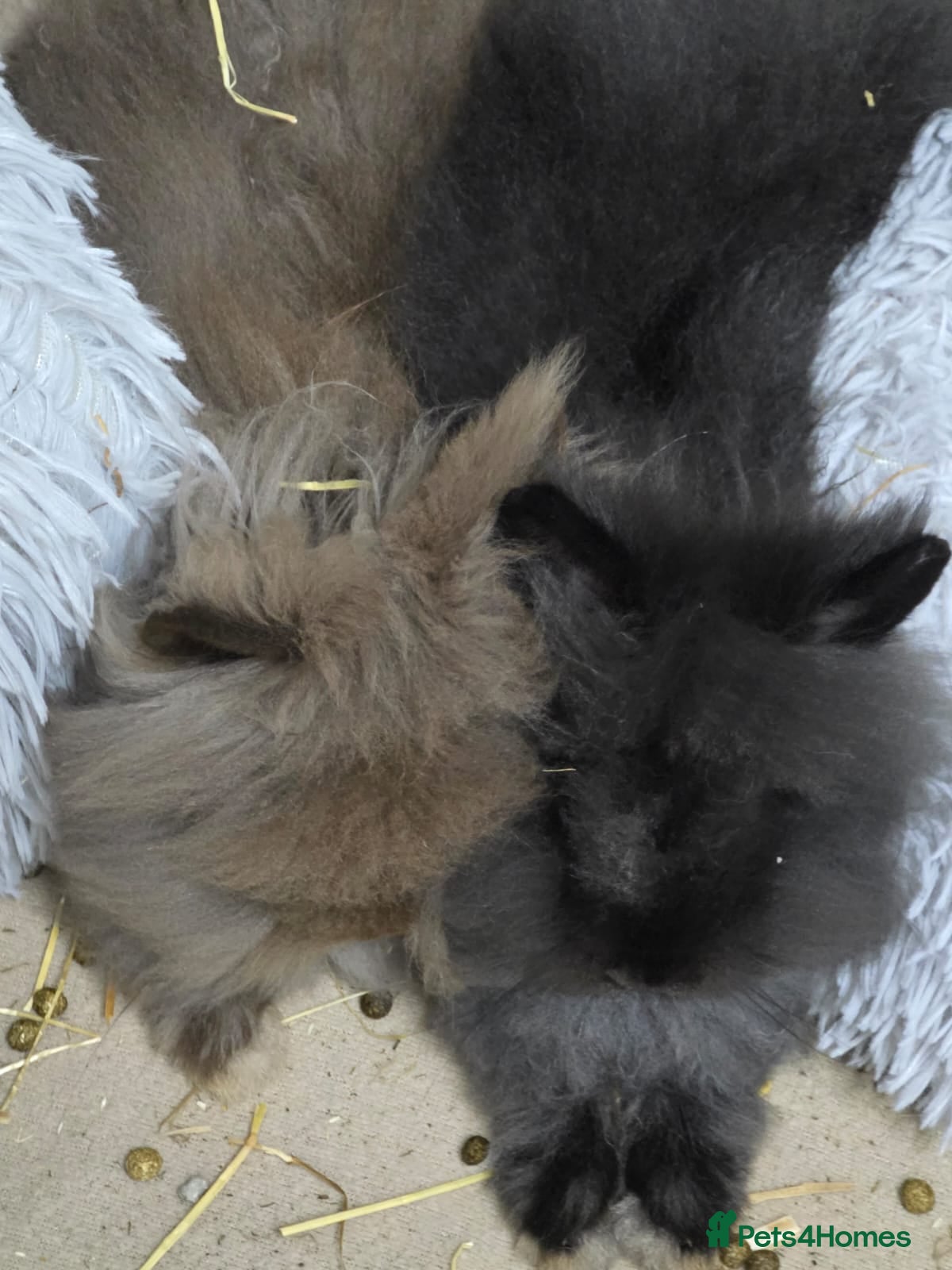 Lionhead rabbits 2 male lion heads must be sold together - Advert 8