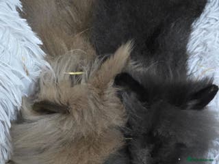 Lionhead rabbits 2 male lion heads must be sold together - Advert 1