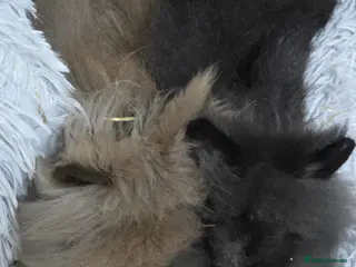 Lionhead rabbits 2 male lion heads must be sold together - Advert 19