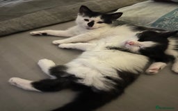 Mixed Breed cats for sale: 4 beautiful male kittens needing homes - Image 14