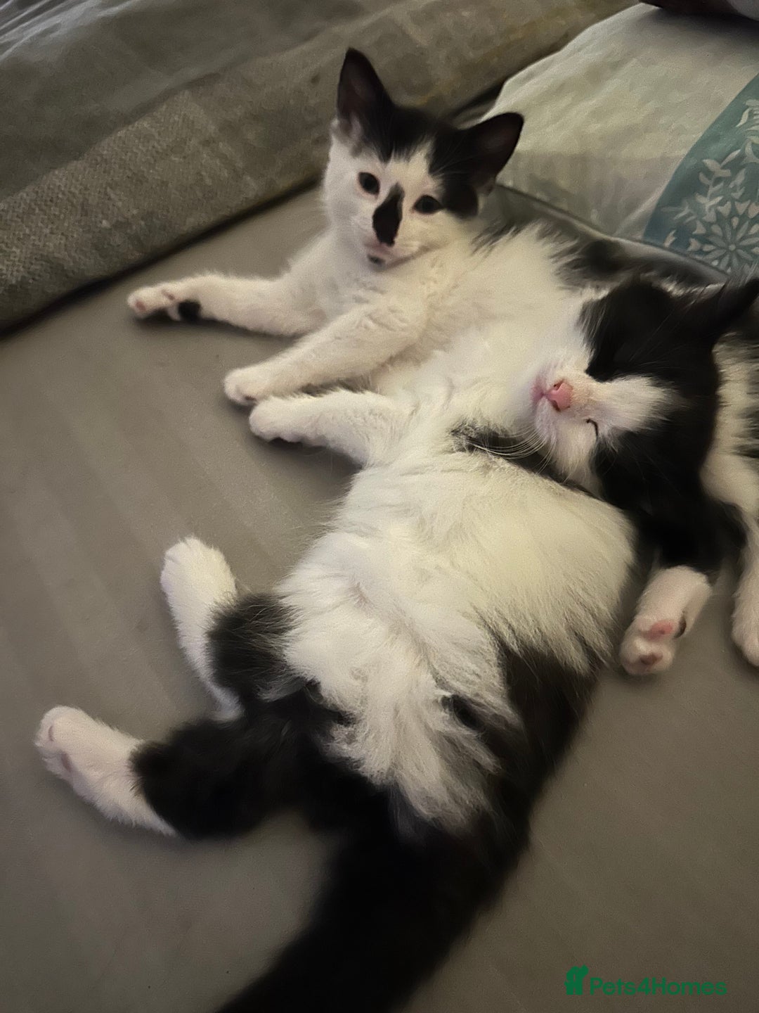 Mixed Breed cats for sale: 4 beautiful male kittens needing homes - Image 14