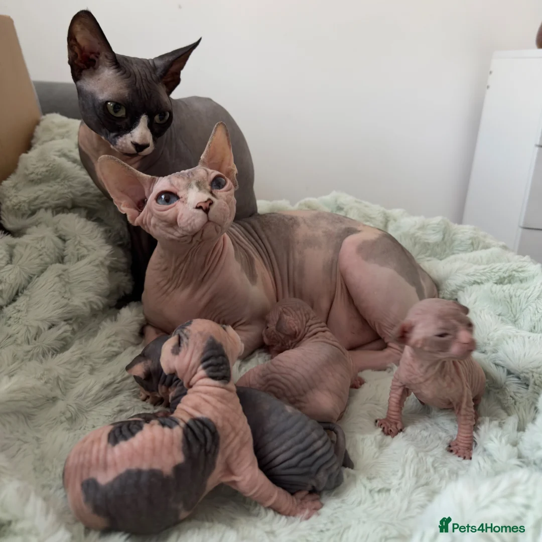 Sphynx cats for sale: Cute Sphynx Boy💙 - Advert 2
