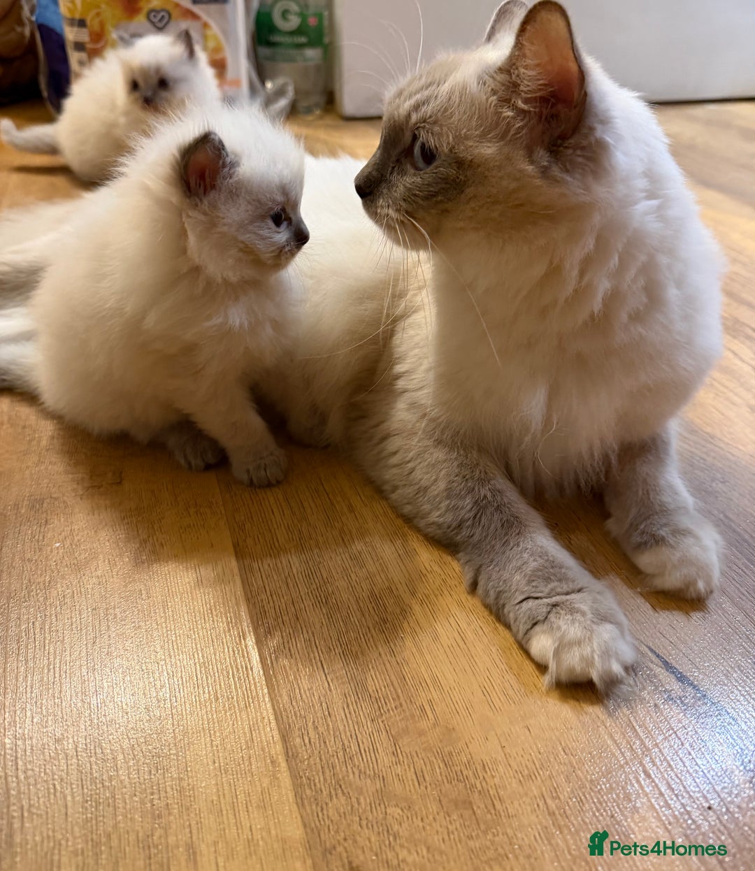 Ragdoll cats for sale: 🐾 Pure Ragdoll Kittens Looking for Loving Homes  - Image 4
