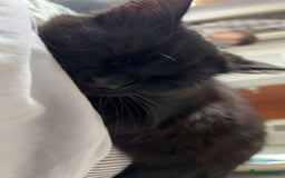 RagaMuffin cats for sale: Cat, Oreo - Advert 2