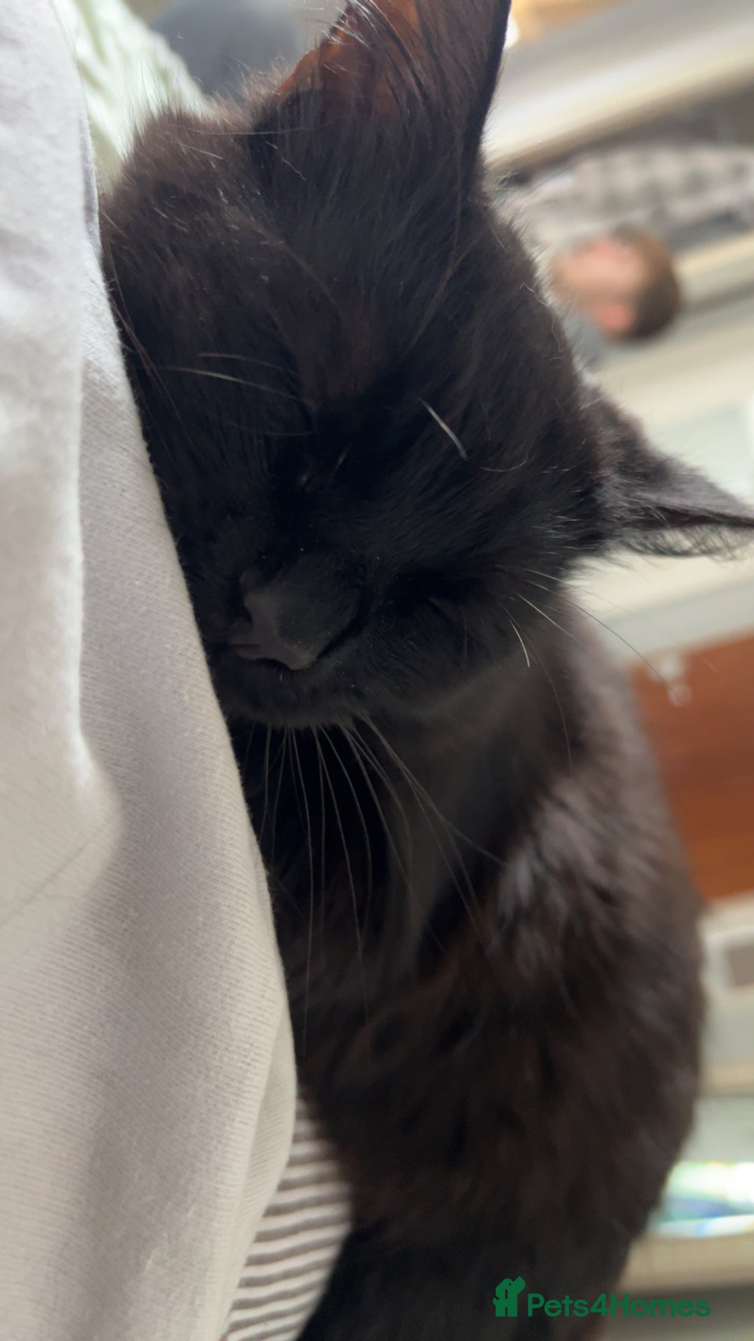 RagaMuffin cats for sale: Cat, Oreo - Advert 2